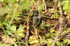 Helvella ephippium
