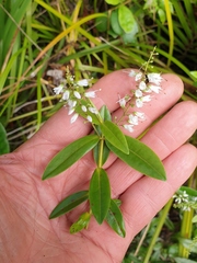 Veronica macrocarpa