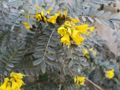 Sophora macrocarpa