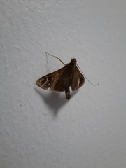 Almonia