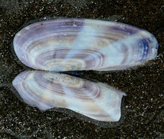 Siliqua lucida