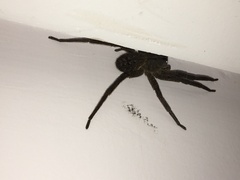 Phoneutria nigriventer