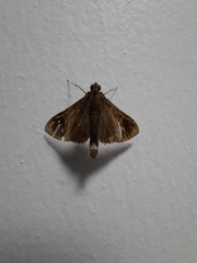 Almonia