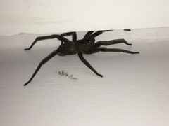 Phoneutria nigriventer