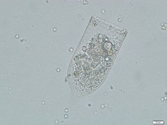 Favella