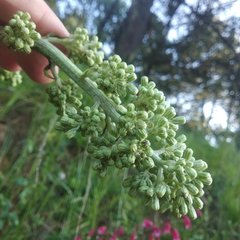 Senecio mulgediifolius
