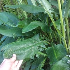 Senecio mulgediifolius