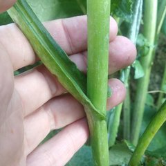 Senecio mulgediifolius