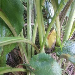 Senecio mulgediifolius