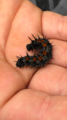 Nymphalis