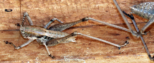 Black-margined Shieldback