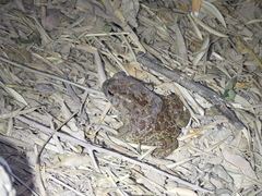 Sclerophrys mauritanica