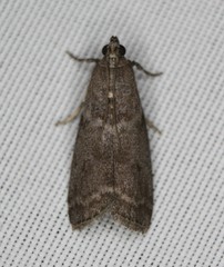 Oreana unicolorella