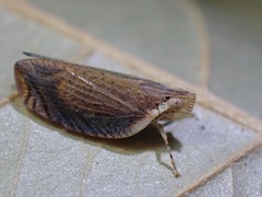 Lophops carinata