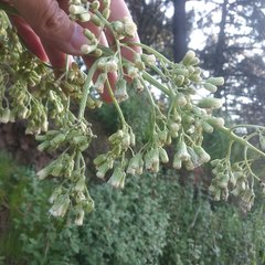 Senecio mulgediifolius