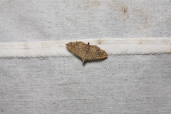 Glyphodes pulverulentalis