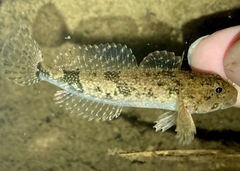 Cottus girardi