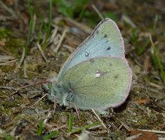 Colias nastes