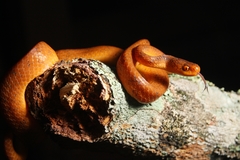Pareas geminatus
