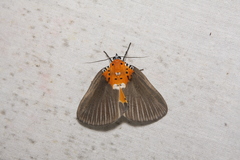 Peridrome orbicularis