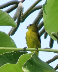 Euphonia laniirostris