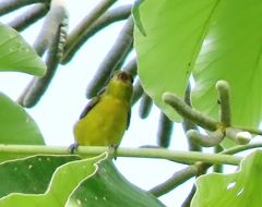 Euphonia laniirostris