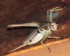 Pediodectes stevensonii