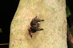 Ornithoctoninae