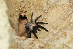 Ornithoctoninae