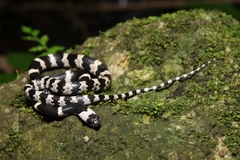 Lycodon fasciatus