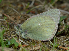 Colias nastes