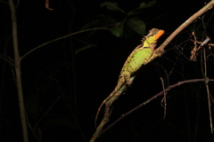 Red-Lipped Horned Tree Lizard photo 5
