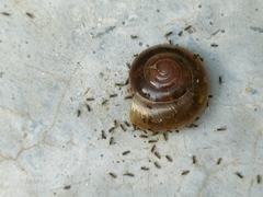 Quantula striata