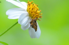 Choreutis amethystodes