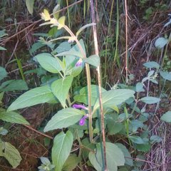 Scutellaria dumetorum