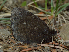 Erebia mancinus