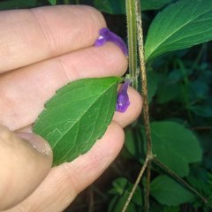 Scutellaria dumetorum
