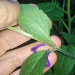 Scutellaria dumetorum