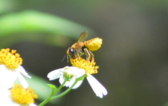 Megachile rufovittata