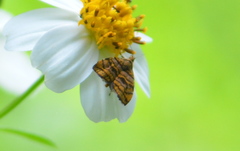 Choreutis amethystodes