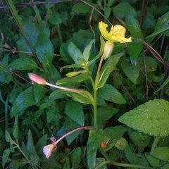 Oenothera pubescens