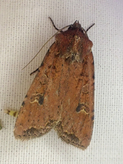 Euxoa ochrogaster