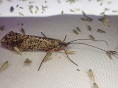 Clistoronia magnifica