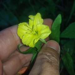 Oenothera pubescens
