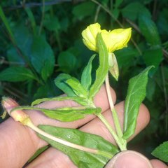 Oenothera pubescens