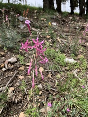 Ipomopsis macrosiphon