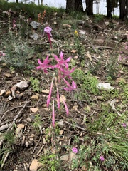 Ipomopsis macrosiphon