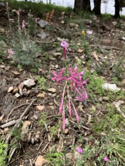 Ipomopsis macrosiphon