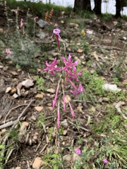 Ipomopsis macrosiphon