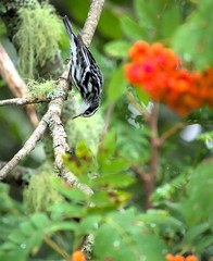 Mniotilta varia image